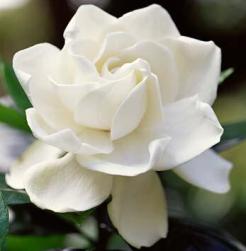 Gardenia Essential Oil